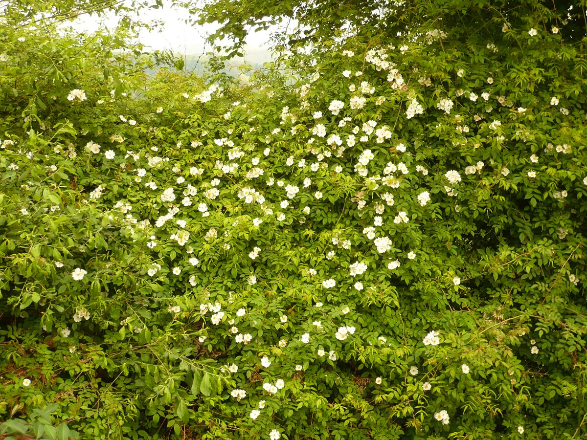 Rosa x pervirens (Rosaceae)